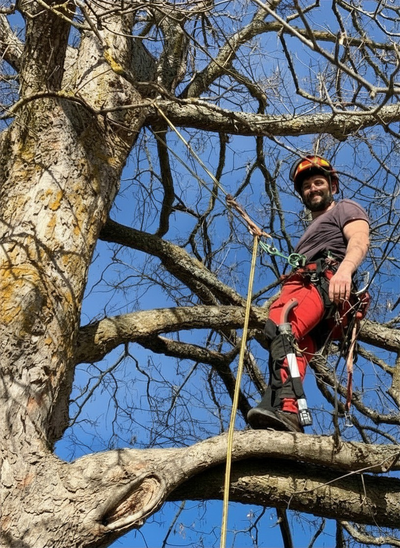 Arboriste grimpeur en action